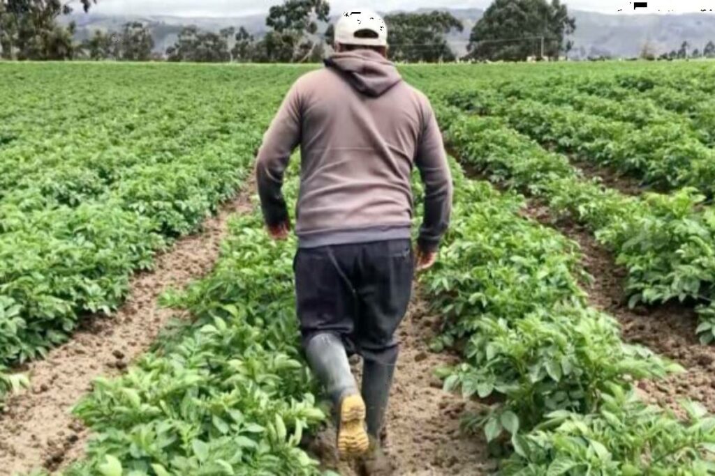 La agricultura representa más del 40% de las exportaciones totales y emplea a cerca de un tercio de los trabajadores del país. Foto: BanEcuador
