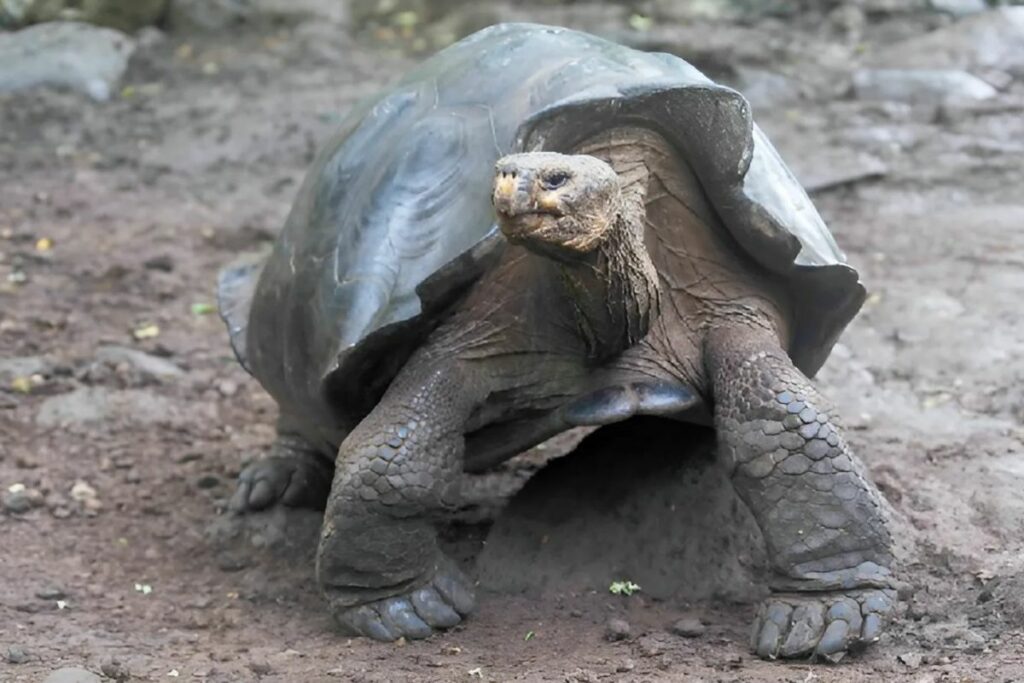 El Día Mundial de la Tortuga, establecido en 2000 por American Tortoise Rescue (ATR), busca concienciar sobre la crítica situación de estas especies. Foto: Ministerio de Ambiente.