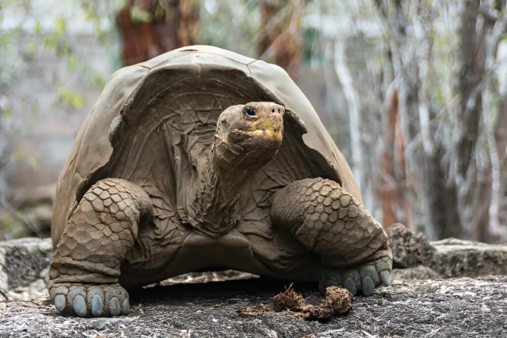 Las Tortugas de Galápagos, emblemáticas por su longevidad y tamaño impresionante, han sido guardianes del ecosistema isleño durante millones de años. Foto: Ministerio de Ambiente.