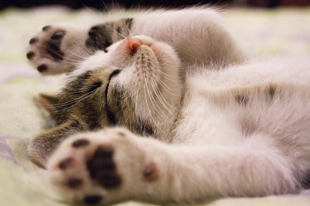 Los gatos ganan territorio en Instagram con sus ocurrencias. Foto: Pexels