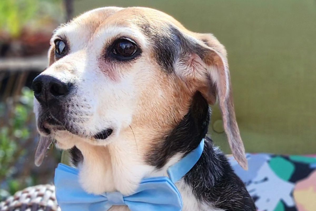 Buddy Mercury era un perrito beagle. Foto: Facebook