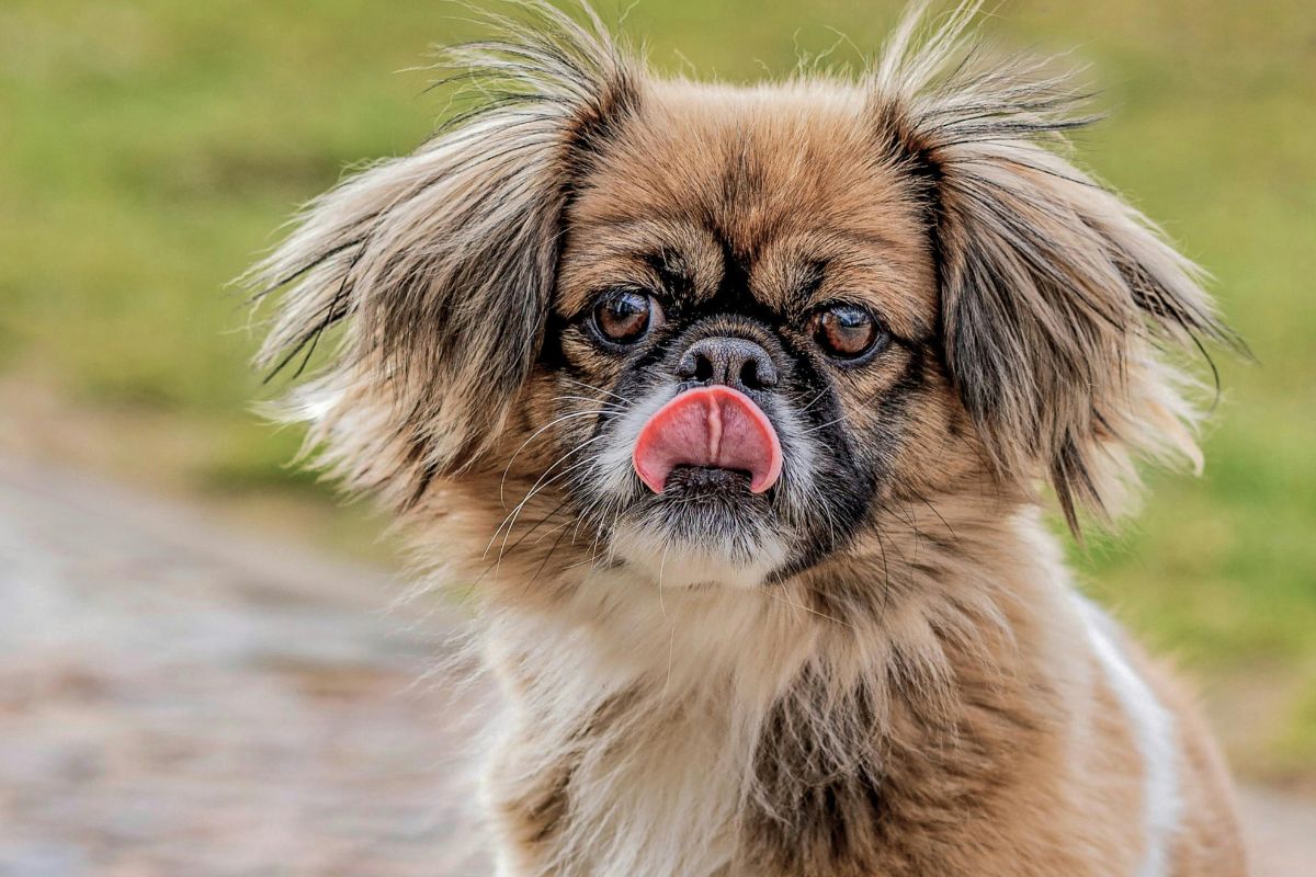 Un estudio reveló los nombres de perros más curiosos en EE.UU. Foto: Pexels