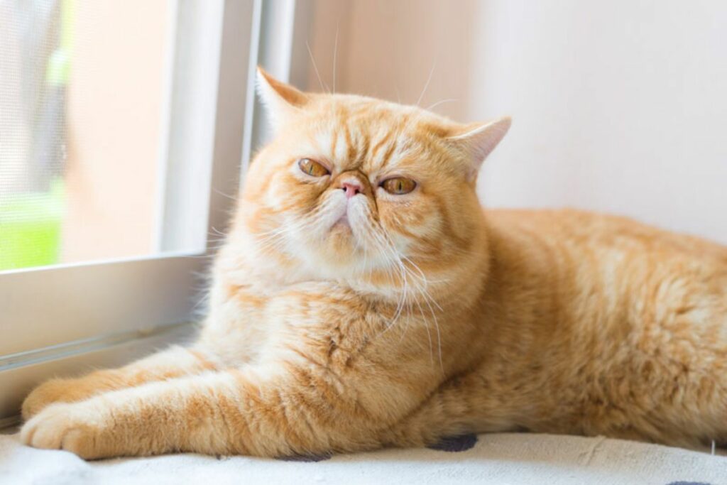 Garfield es un gato exótico con complexión similar a la de un gato persa, pero con pelaje corto. Foto: www.ngenespanol.com.