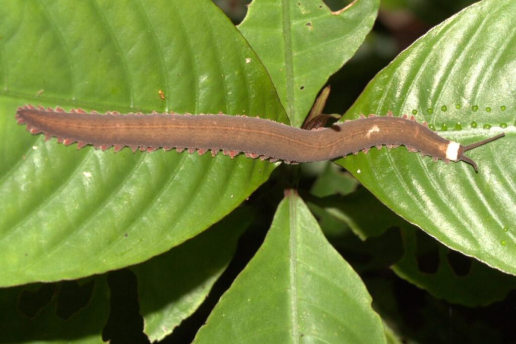 El gusano de Tiputini habita en la Amazonía del Ecuador