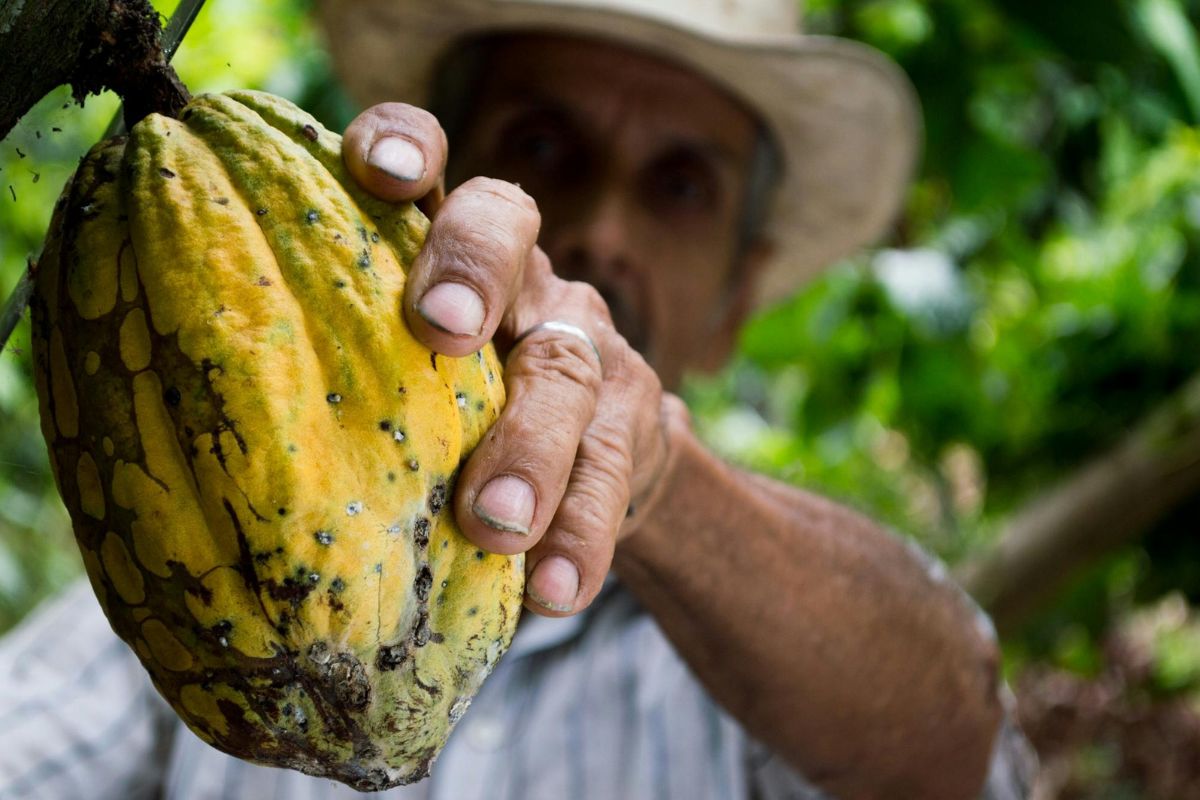 El cacao tiene muchos beneficios para la salud. Foto: Pexels
