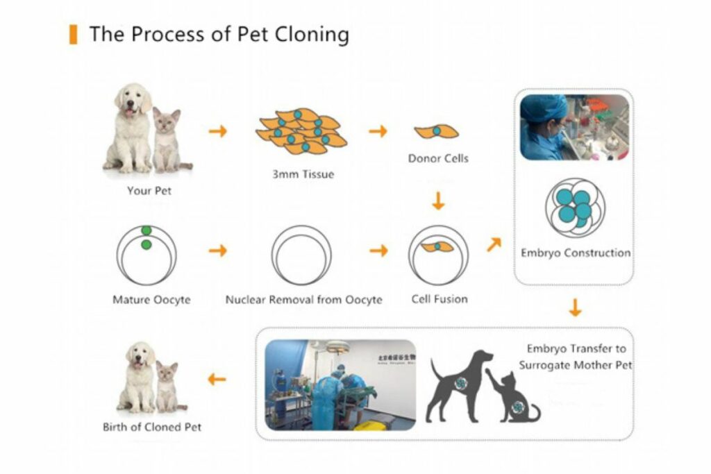 Sinogene, una empresa china, ha ganado prominencia al popularizar la clonación de mascotas. Foto: X @Sinogene_Org.