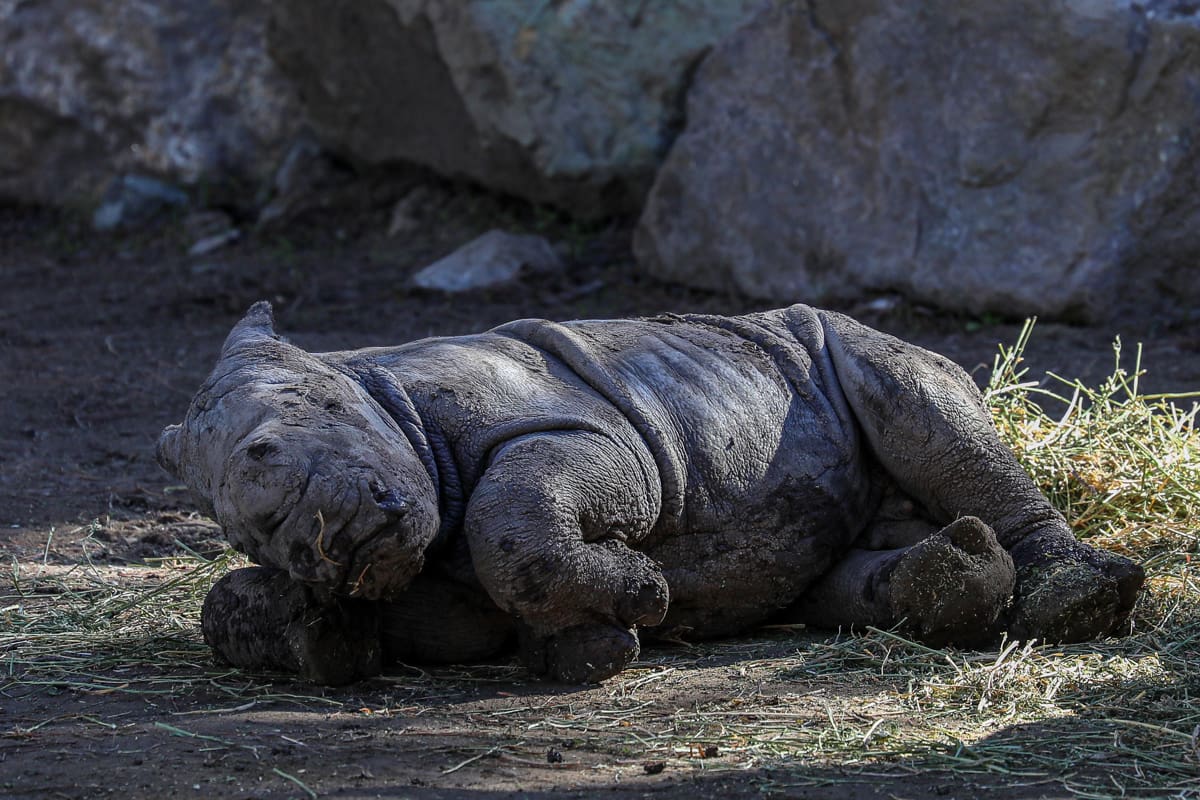 Silverio, cría de rinoceronte blanco de doce días de nacido, en el Zoológico BuinZoo de Santiago (Chile).